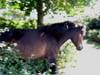 exmoorpony1.jpg