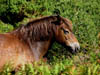 exmoorpony2.jpg