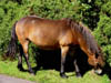 exmoorpony4.jpg