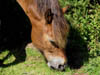 exmoorpony5.jpg
