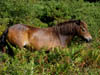 exmoorpony6.jpg