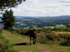 exmoorponyandview.jpg