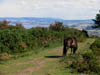 exmoorponygrazing.jpg