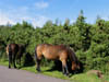 exmoorponyherd.jpg