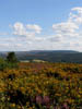 gorseandheatheronmoors.jpg
