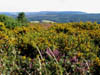 gorseandheatheronmoors1.jpg