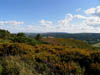 gorseonmoors.jpg
