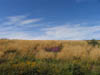 grassesandheatheronexmoor.jpg
