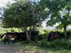 herdofexmoorponies.jpg