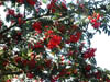 redberriesinaugust.jpg