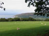 sheepinpasturenearporclock.jpg
