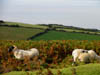 sheeponexmoor.jpg