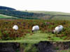 sheeponexmooratporlock.jpg