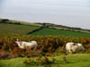 sheeponexmorratporlock1.jpg