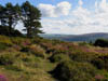 viewofhills.jpg